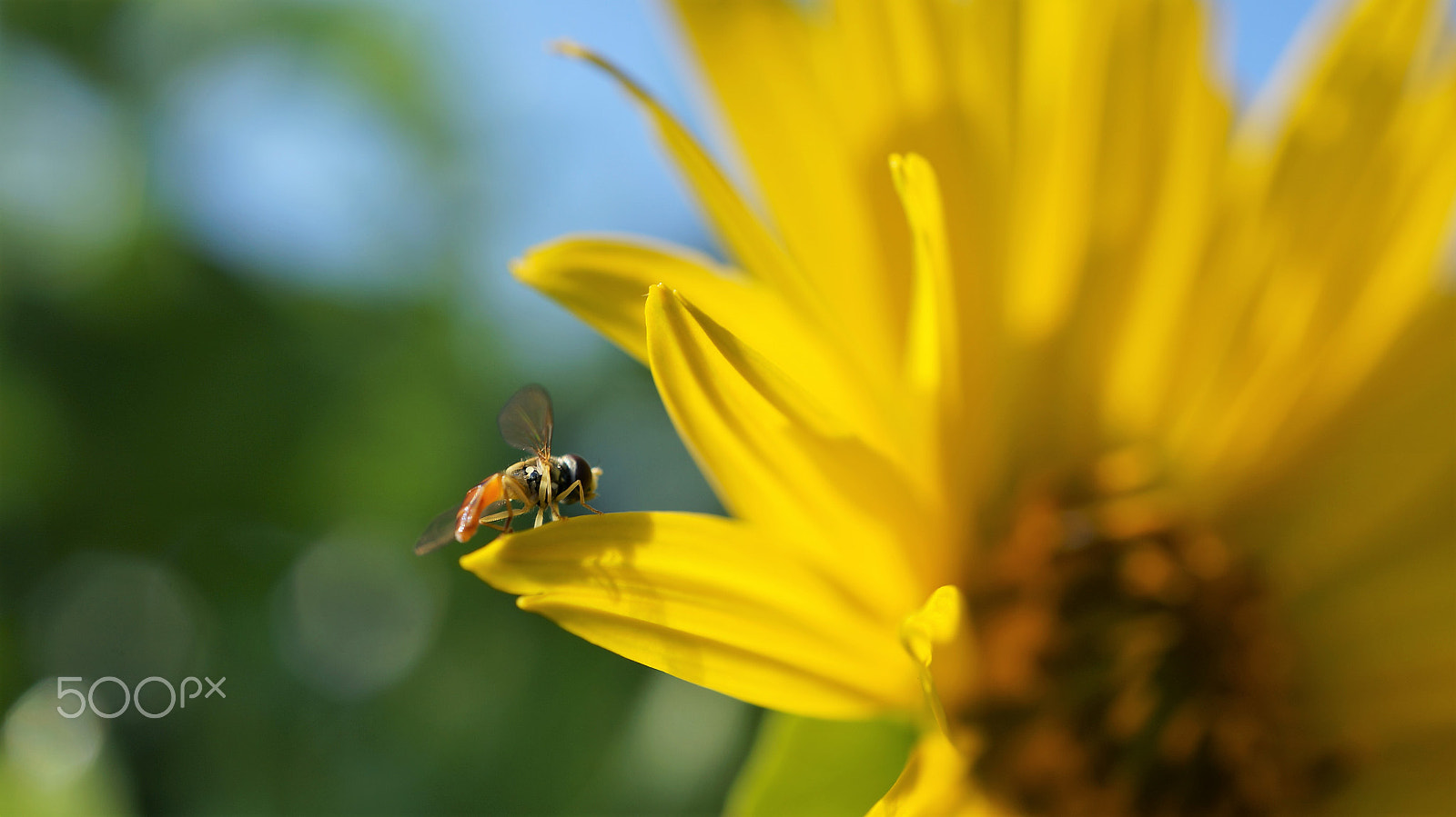 Sony Alpha NEX-5R sample photo. Bee photography