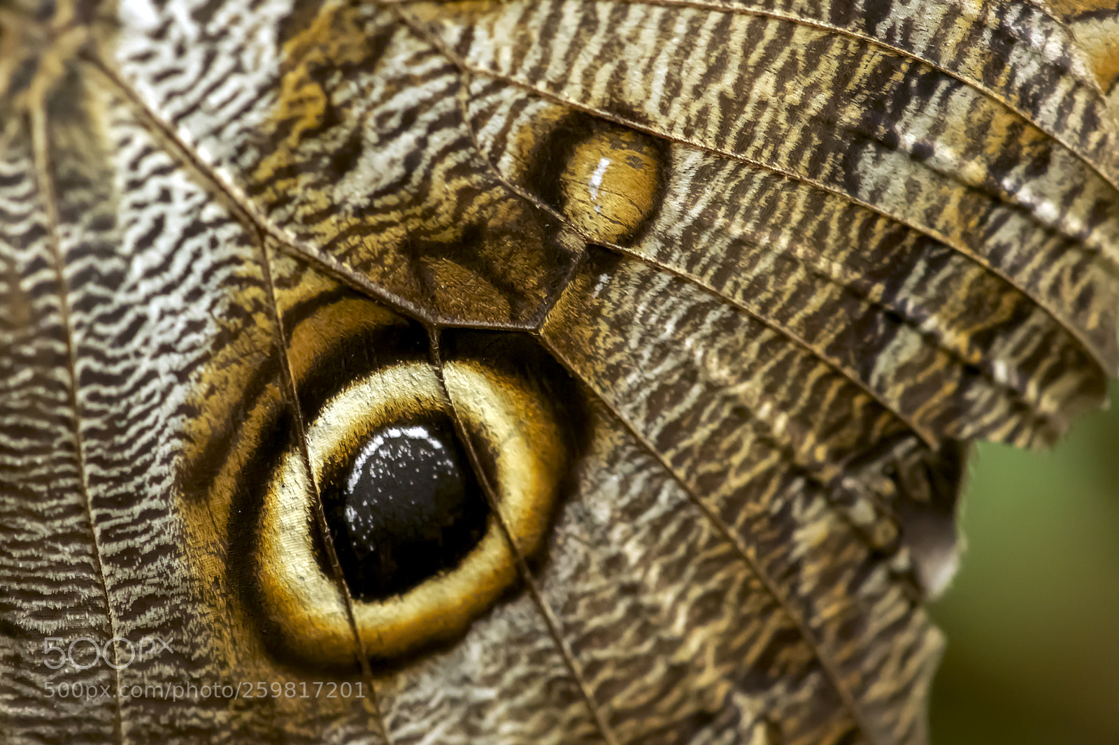 Sony SLT-A77 sample photo. Owl butterfly photography