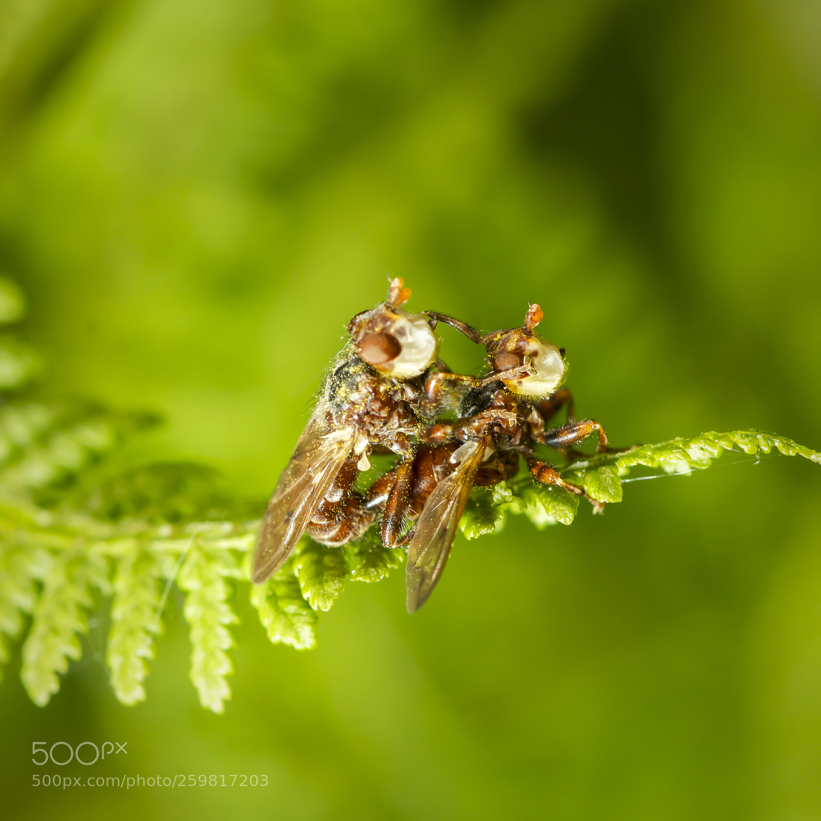 Sony SLT-A77 sample photo. Drosophila species. photography