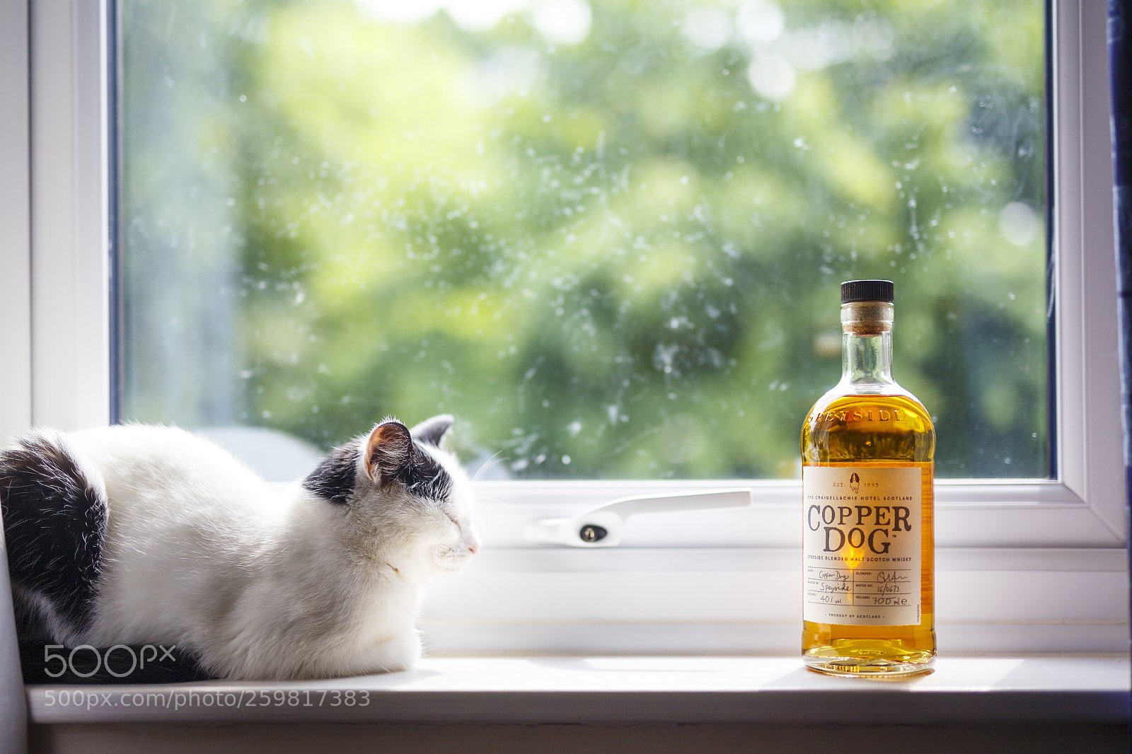Canon EOS 6D sample photo. Cat & copper dog photography
