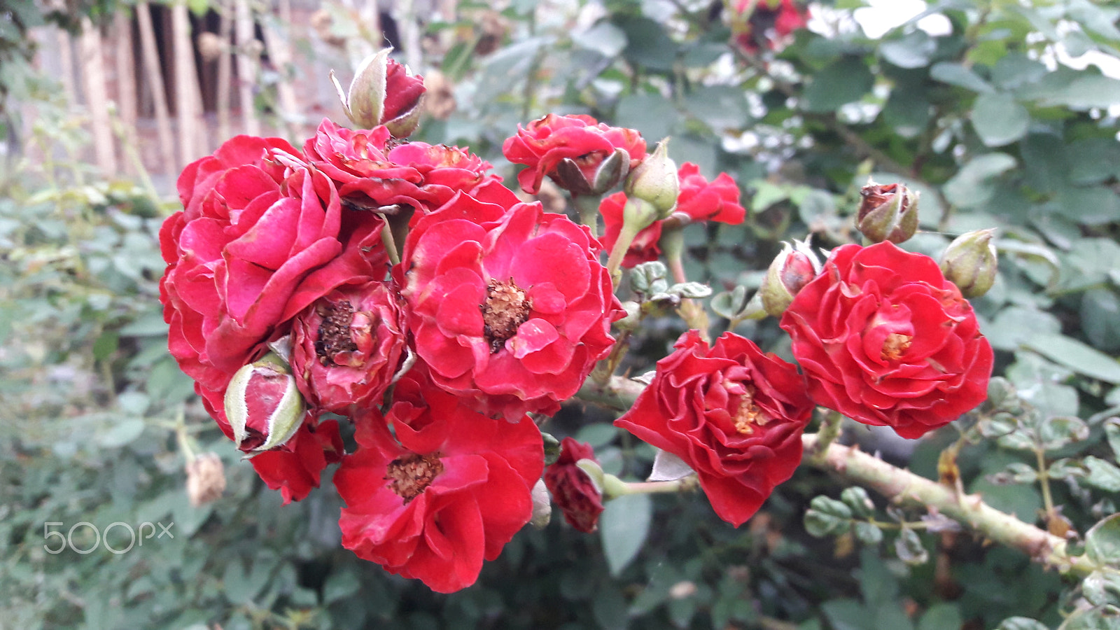 Samsung Galaxy J7 Neo sample photo. Rose photography