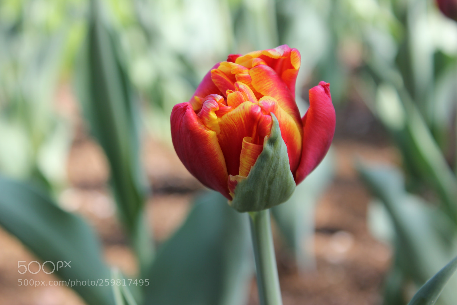 Canon EOS 550D (EOS Rebel T2i / EOS Kiss X4) sample photo. Tulips rosetta mcclain gardens photography