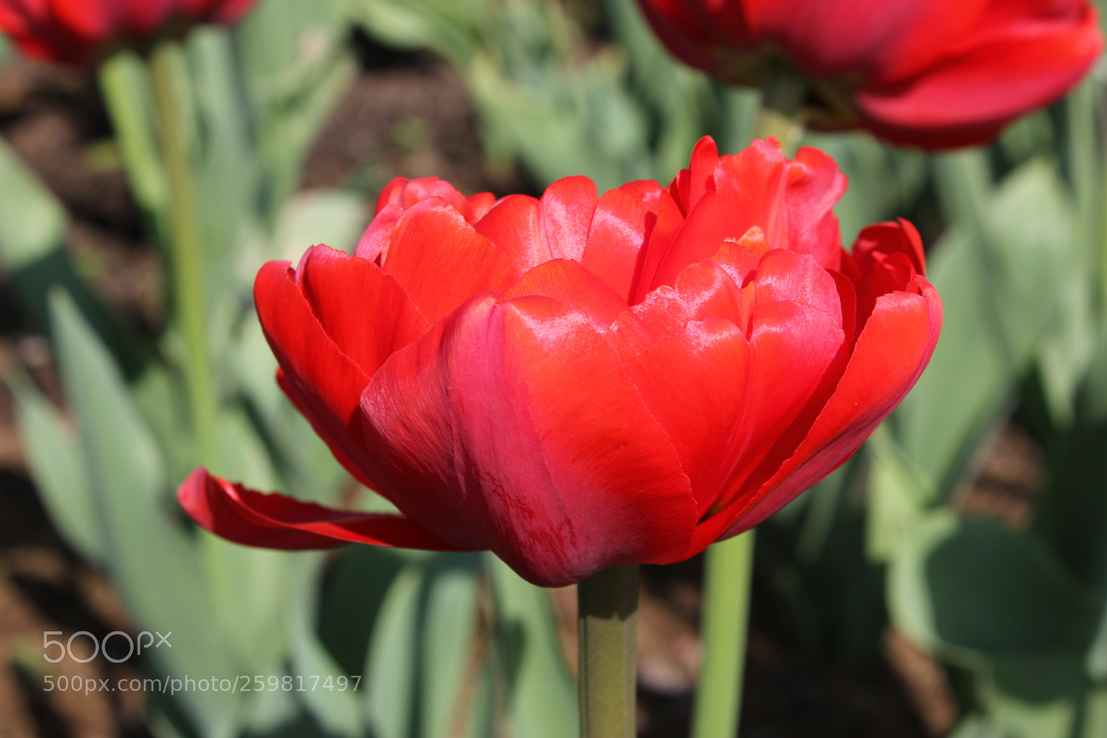 Canon EOS 550D (EOS Rebel T2i / EOS Kiss X4) sample photo. Tulips rosetta mcclain gardens photography