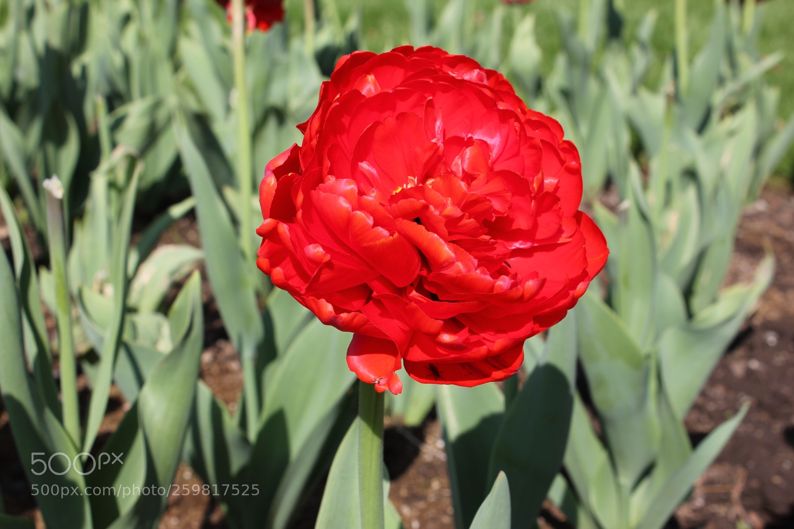 Canon EOS 550D (EOS Rebel T2i / EOS Kiss X4) sample photo. Tulips rosetta mcclain gardens photography