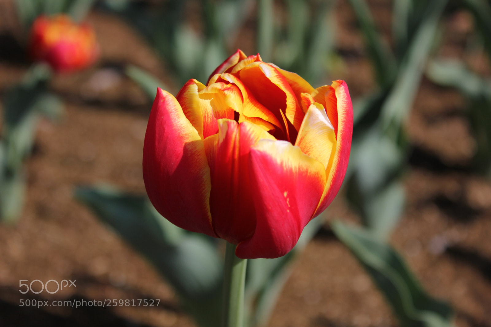 Canon EOS 550D (EOS Rebel T2i / EOS Kiss X4) sample photo. Tulips rosetta mcclain gardens photography