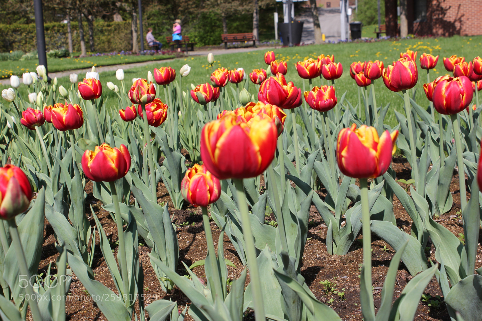 Canon EOS 550D (EOS Rebel T2i / EOS Kiss X4) sample photo. Tulips rosetta mcclain gardens photography