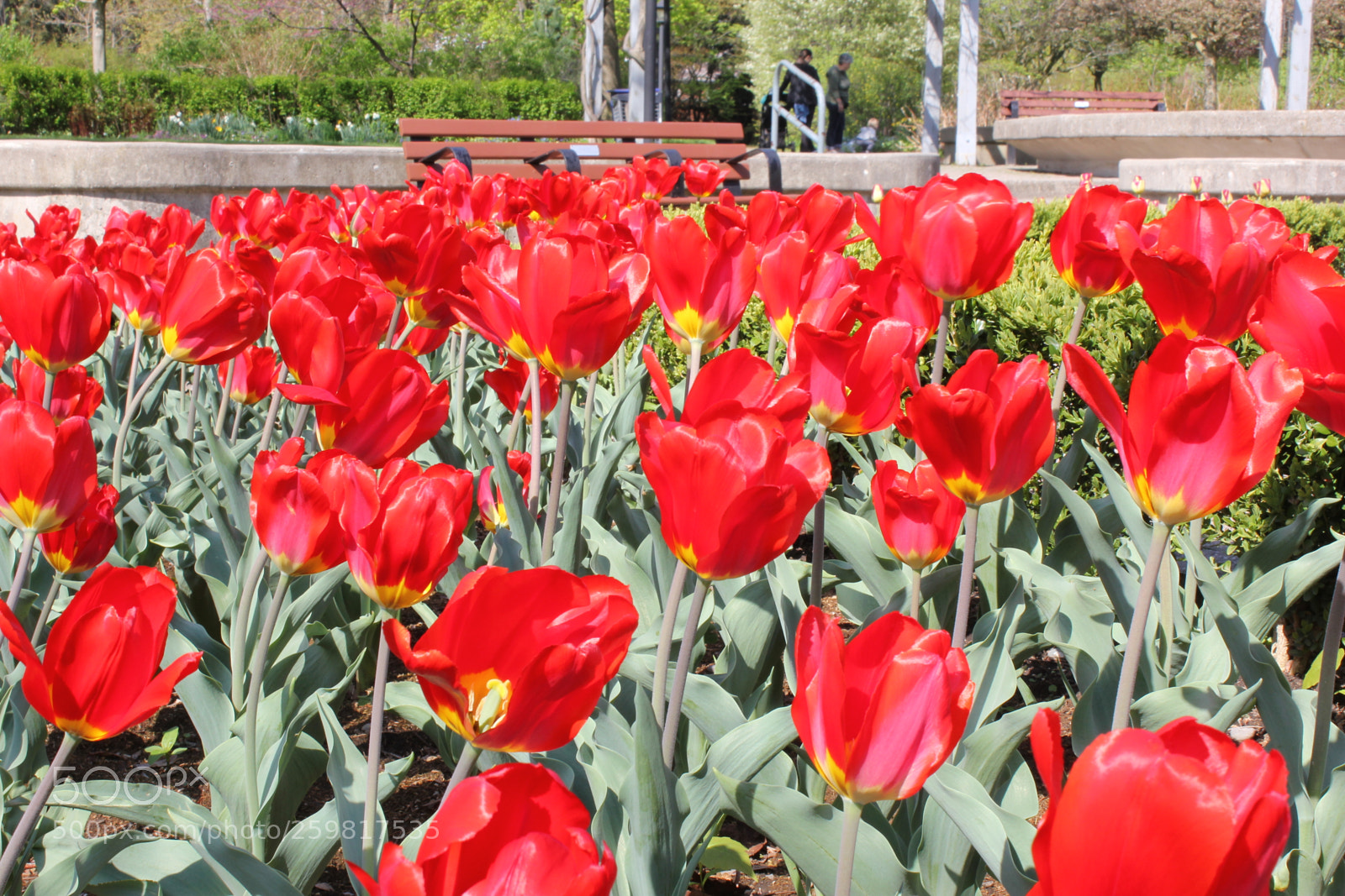 Canon EOS 550D (EOS Rebel T2i / EOS Kiss X4) sample photo. Tulips rosetta mcclain gardens photography