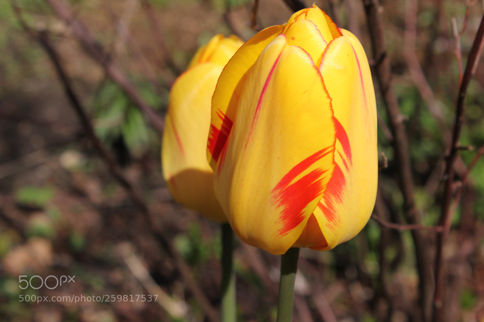 Canon EOS 550D (EOS Rebel T2i / EOS Kiss X4) sample photo. Tulips rosetta mcclain gardens photography