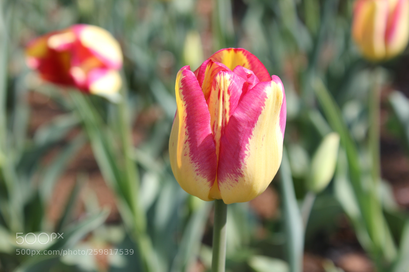 Canon EOS 550D (EOS Rebel T2i / EOS Kiss X4) sample photo. Tulips rosetta mcclain gardens photography