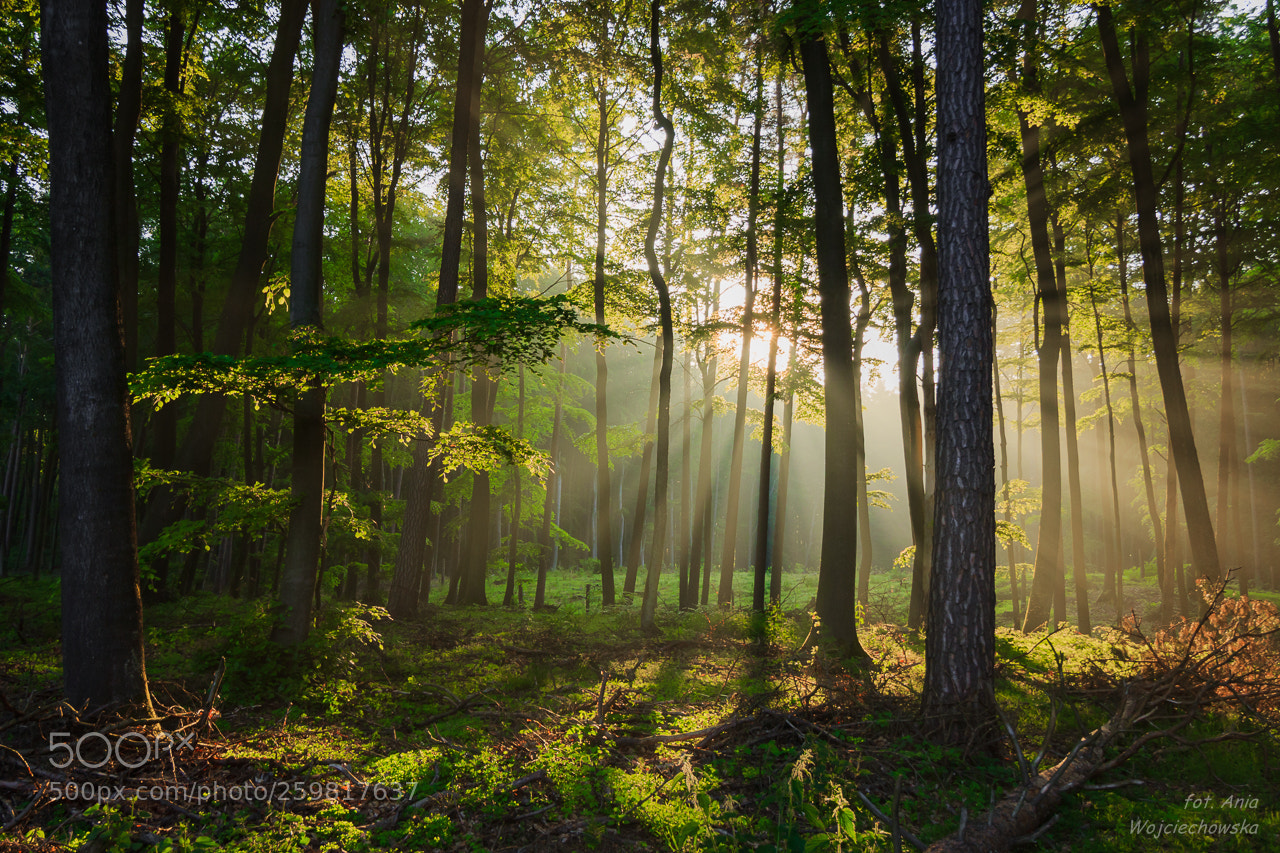 Canon EOS 600D (Rebel EOS T3i / EOS Kiss X5) sample photo. In the forest ... photography