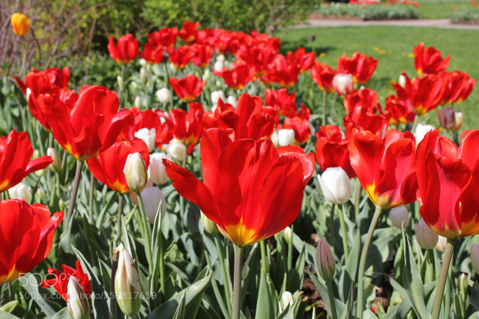 Canon EOS 550D (EOS Rebel T2i / EOS Kiss X4) sample photo. Tulips rosetta mcclain gardens photography