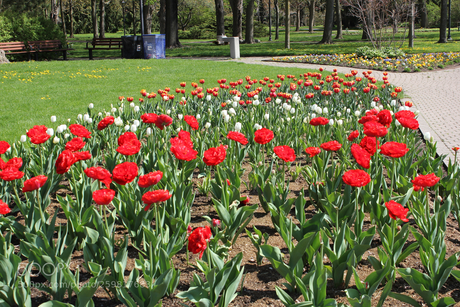 Canon EOS 550D (EOS Rebel T2i / EOS Kiss X4) sample photo. Tulips rosetta mcclain gardens photography