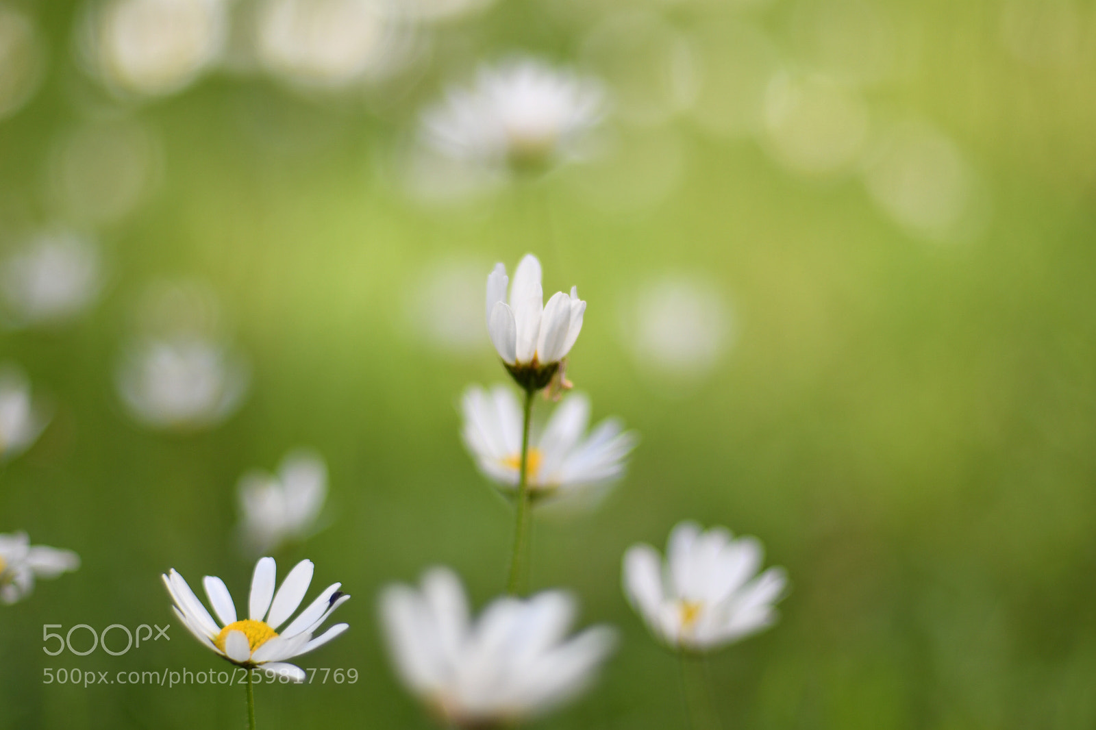 Nikon D7500 sample photo. Flower  photography