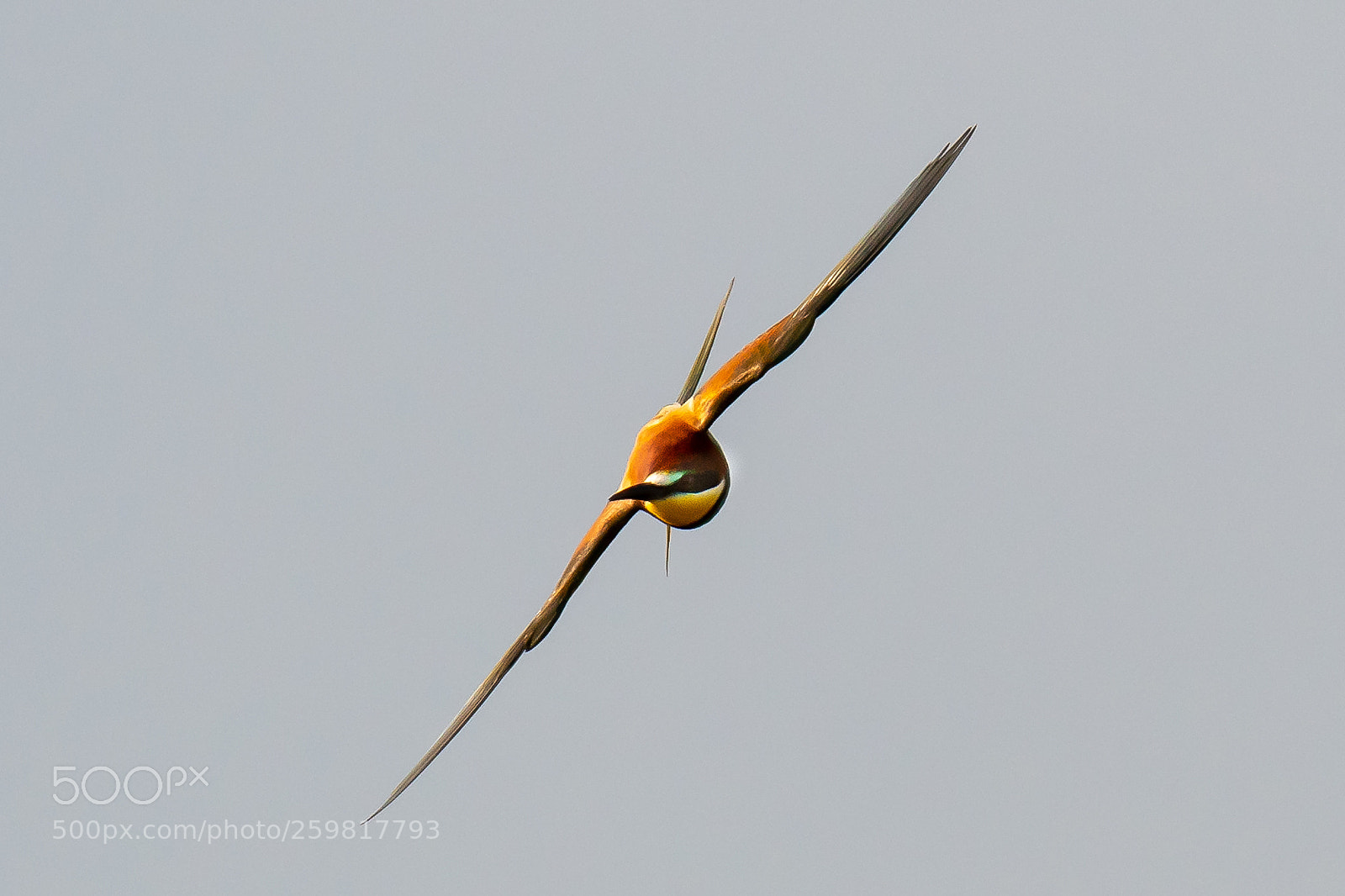 Nikon D500 sample photo. In flight photography