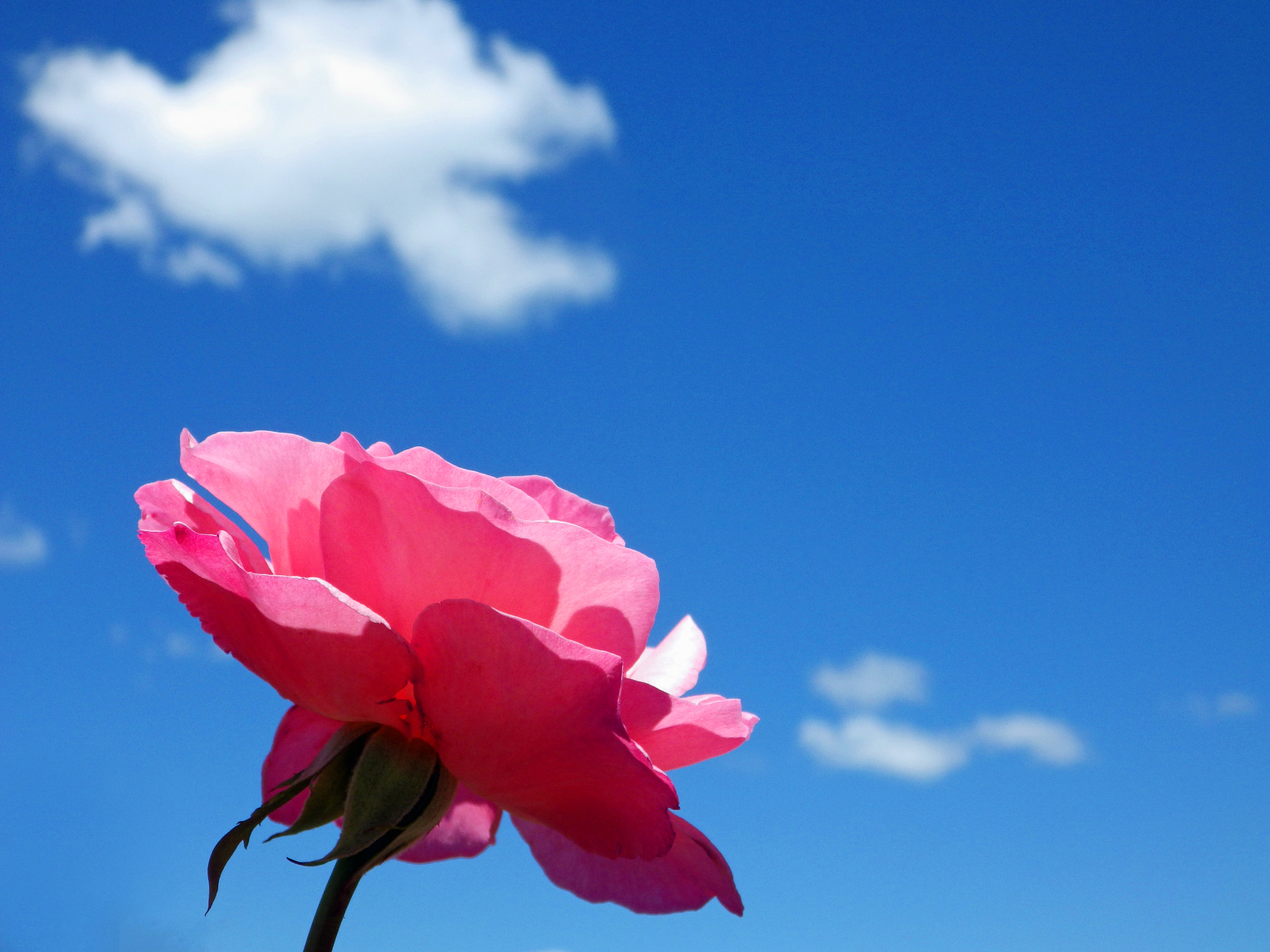 Pentax X-5 sample photo. "beautiful roses" photography