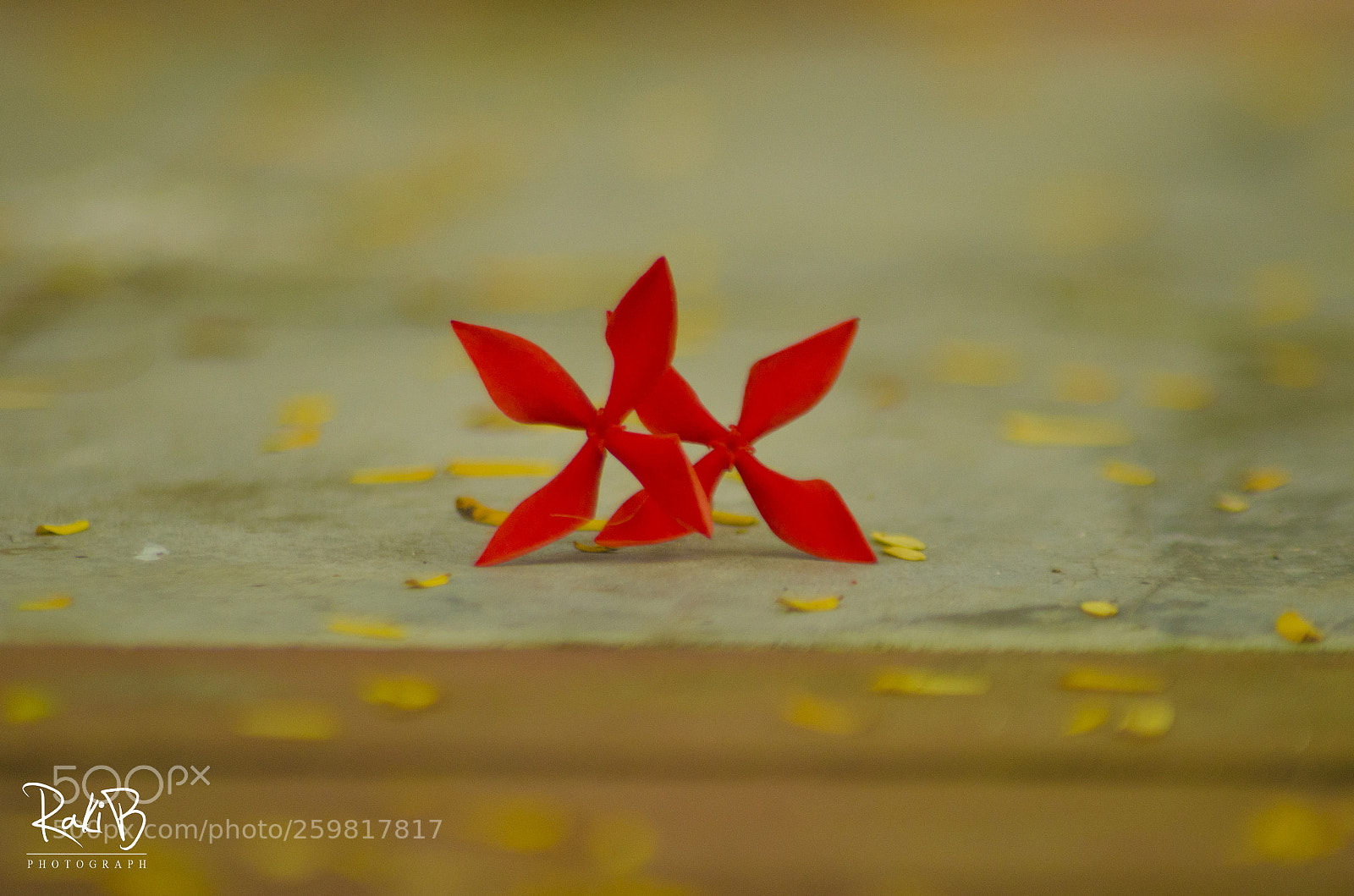 Nikon D5100 sample photo. Flowers photography