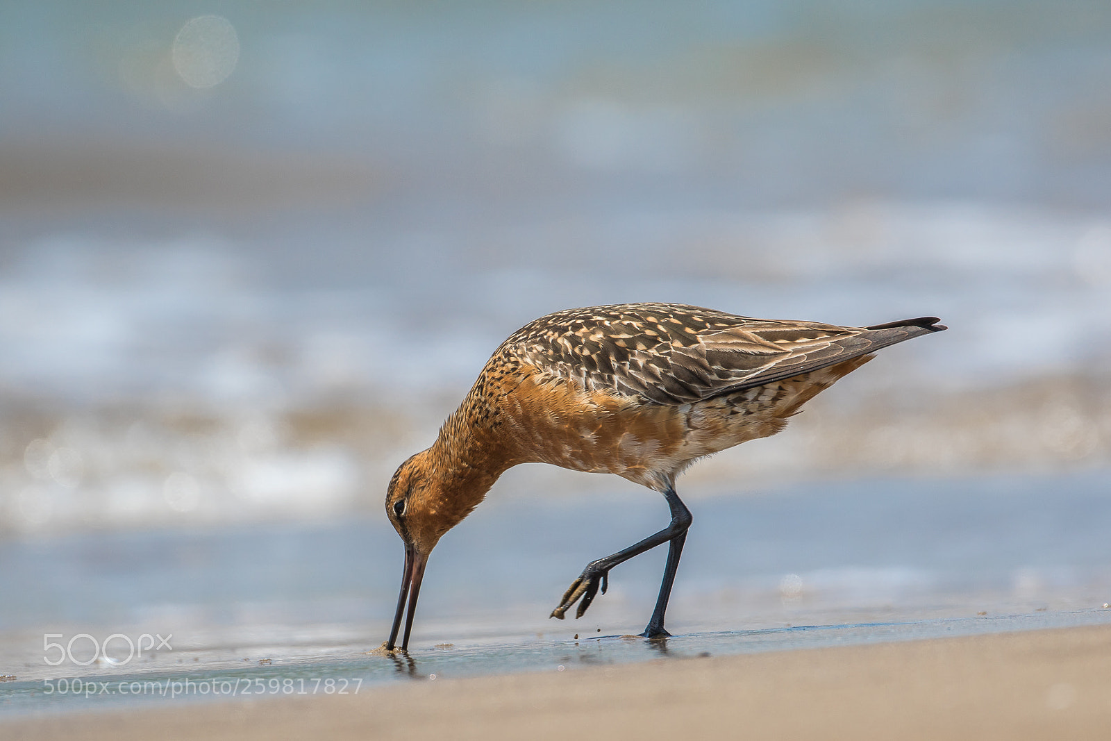 Canon EOS 7D Mark II sample photo. Meal(bar-tailed godwit) photography