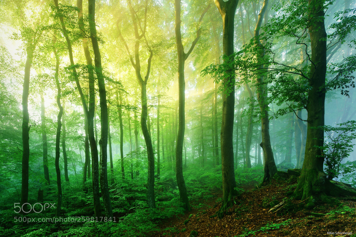 Sony a7R II sample photo. Happy forest light photography