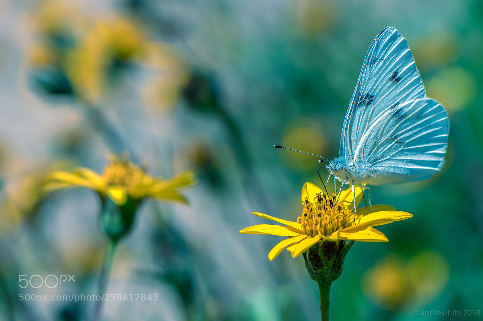 Nikon D850 sample photo. Checkered white photography