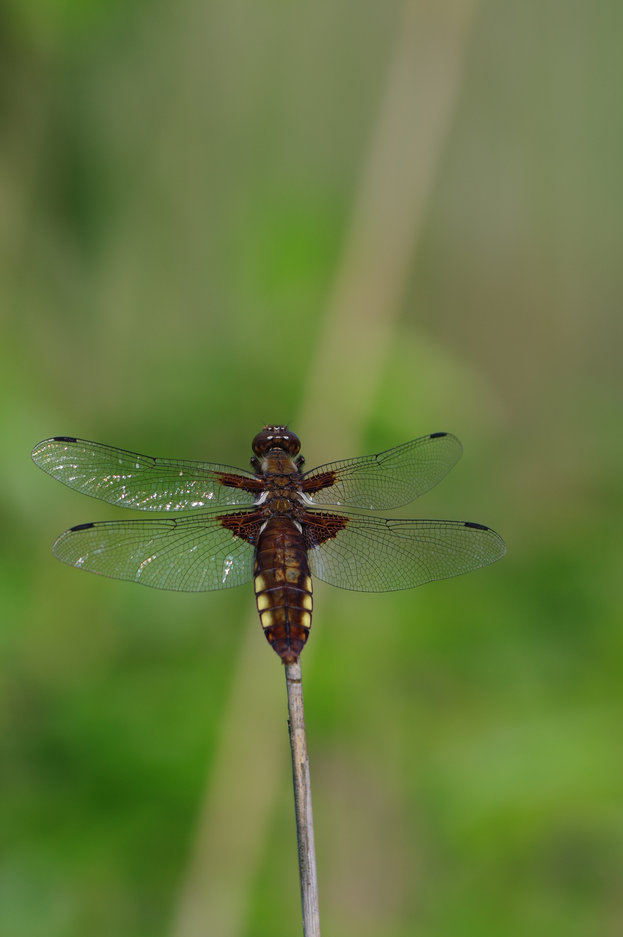 HD Pentax DA 55-300mm F4.0-5.8 ED WR sample photo