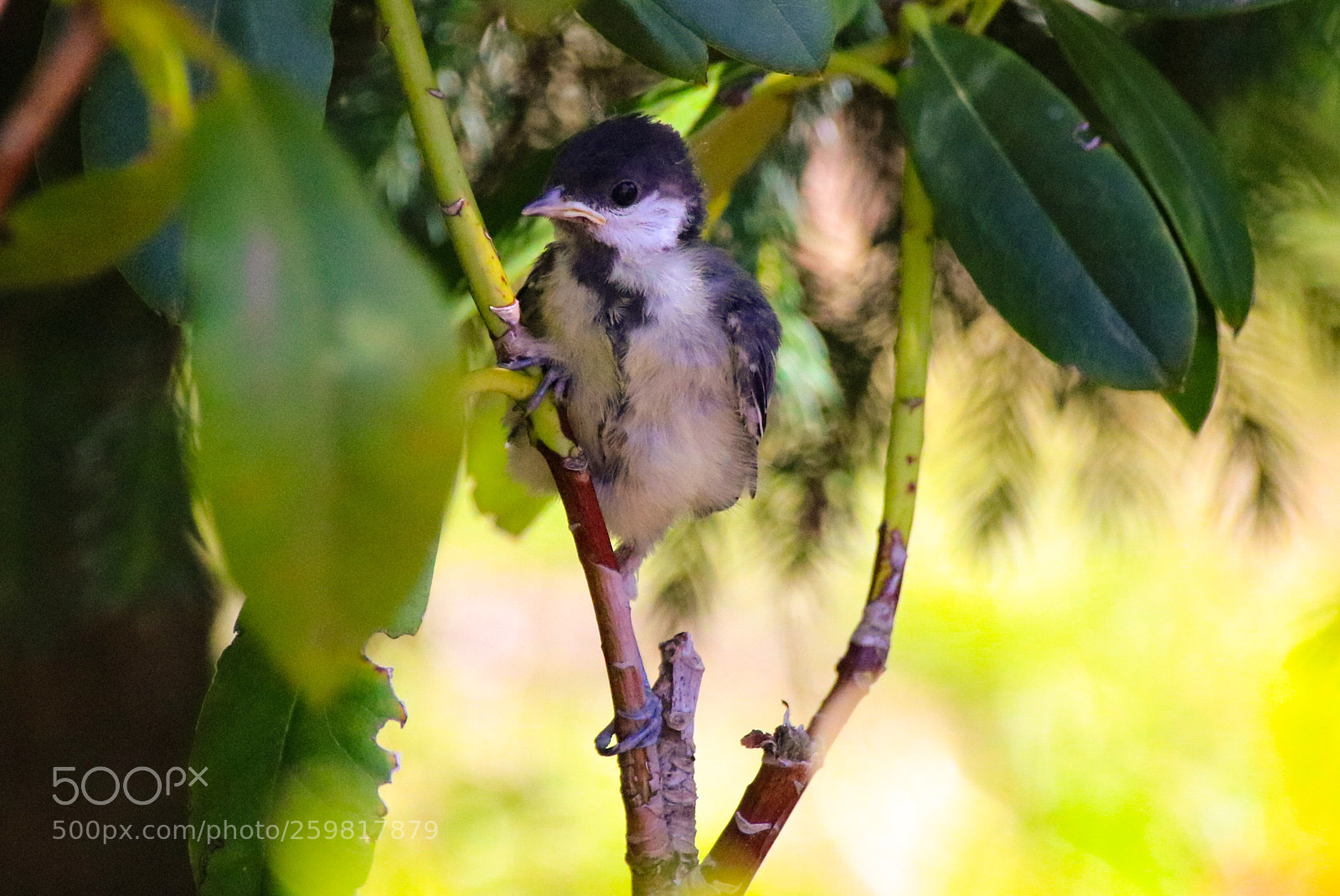 Canon EOS 750D (EOS Rebel T6i / EOS Kiss X8i) sample photo. Stling kohlmeise - parus photography