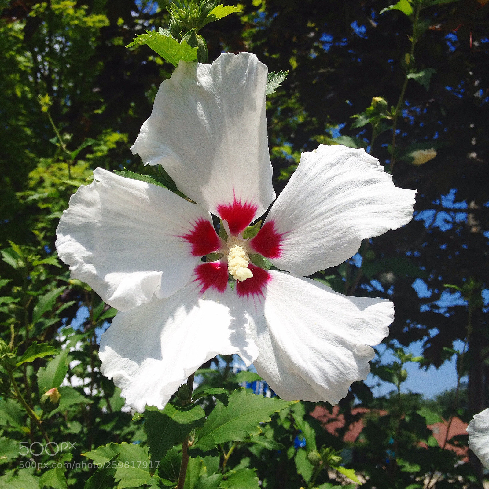 Apple iPhone 4S sample photo. White flower photography
