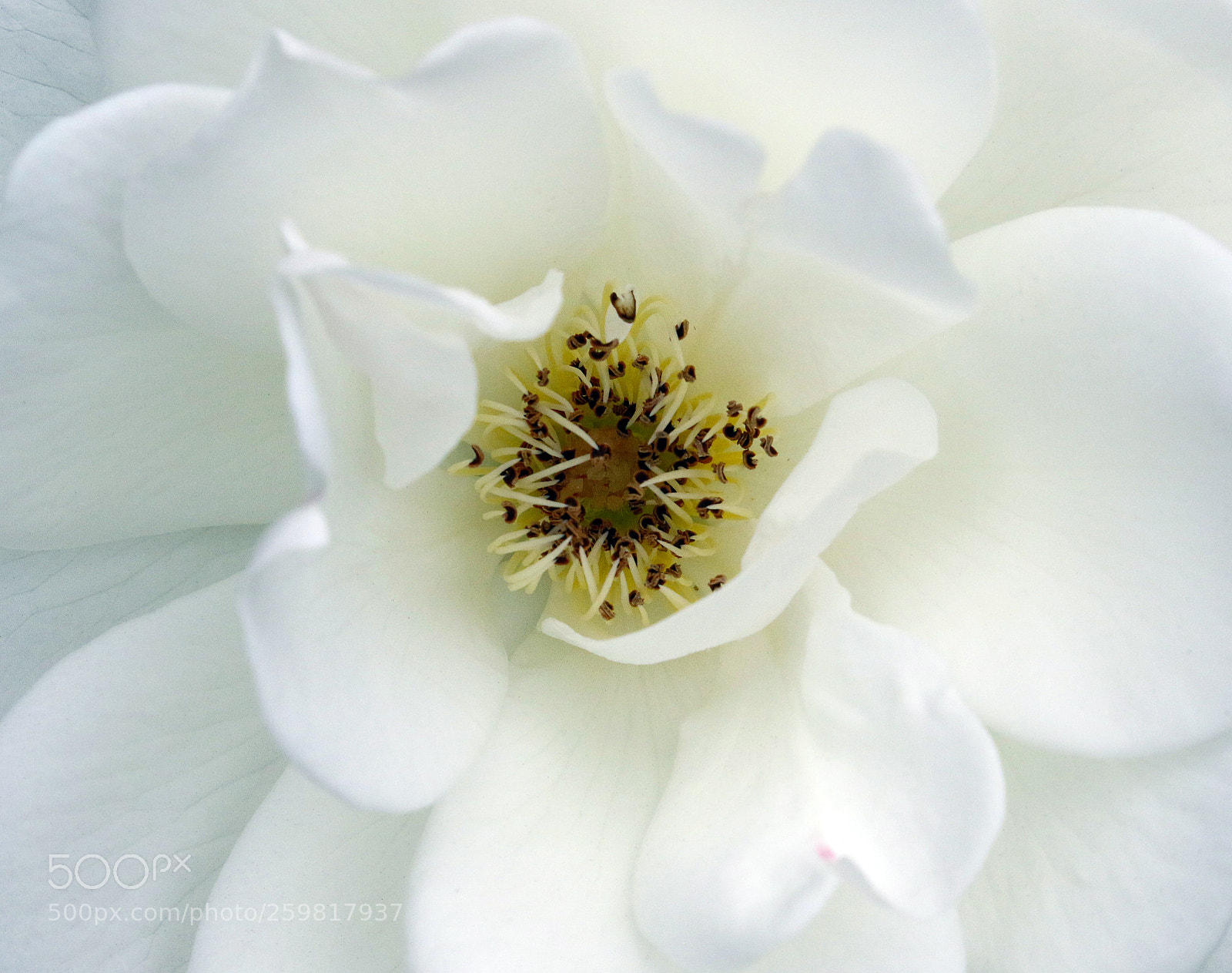 Canon EOS 7D Mark II sample photo. Center of attention photography
