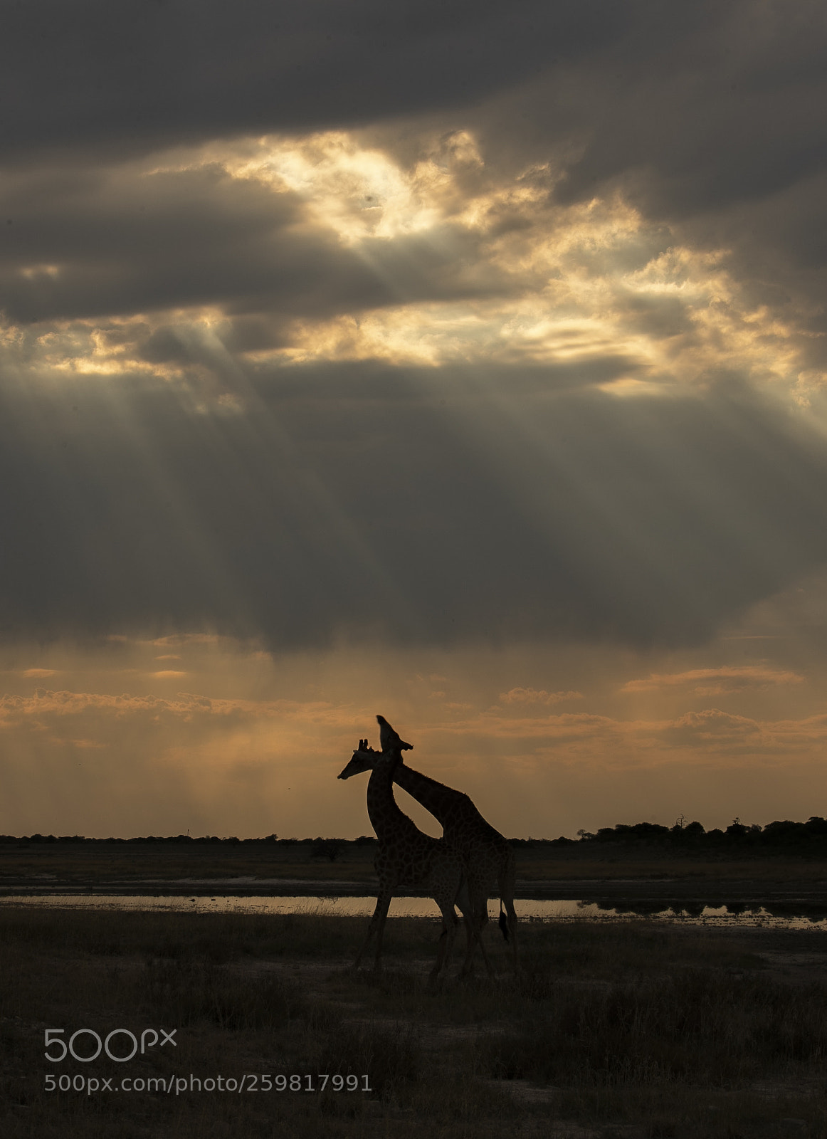 Canon EOS-1D X Mark II sample photo. Giraffes photography