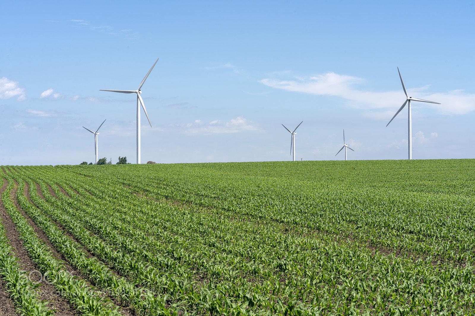 Sony a7R III sample photo. Corn windmills blue sky photography