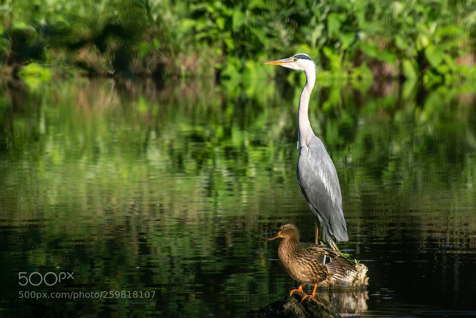 Nikon D600 sample photo. Grey heron photography