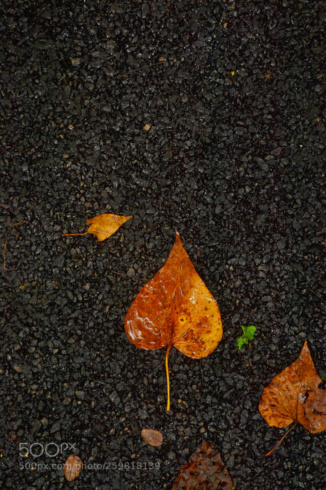 Nikon D3100 sample photo. Fallen leaves photography