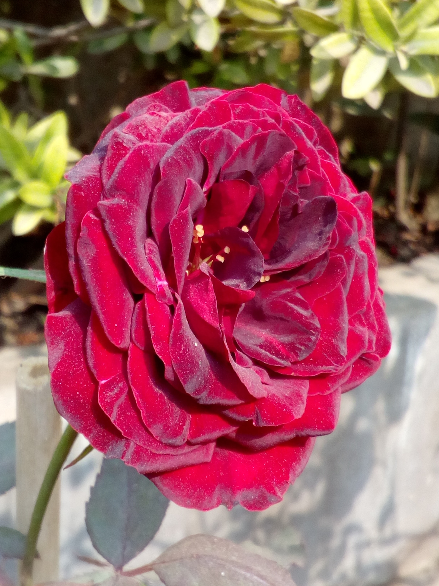 HUAWEI Y5II sample photo. Red rose. photography