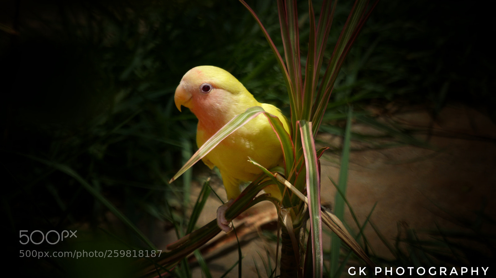 Panasonic Lumix DMC-FZ200 sample photo. Sweet yellow photography