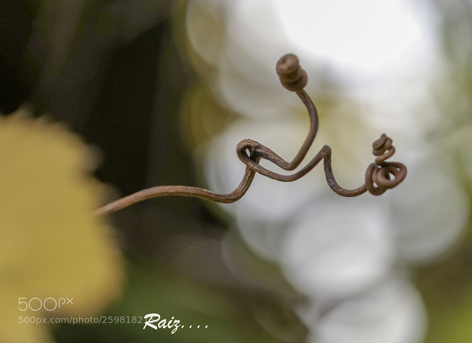 Canon EOS 5DS sample photo. Nature's signature photography