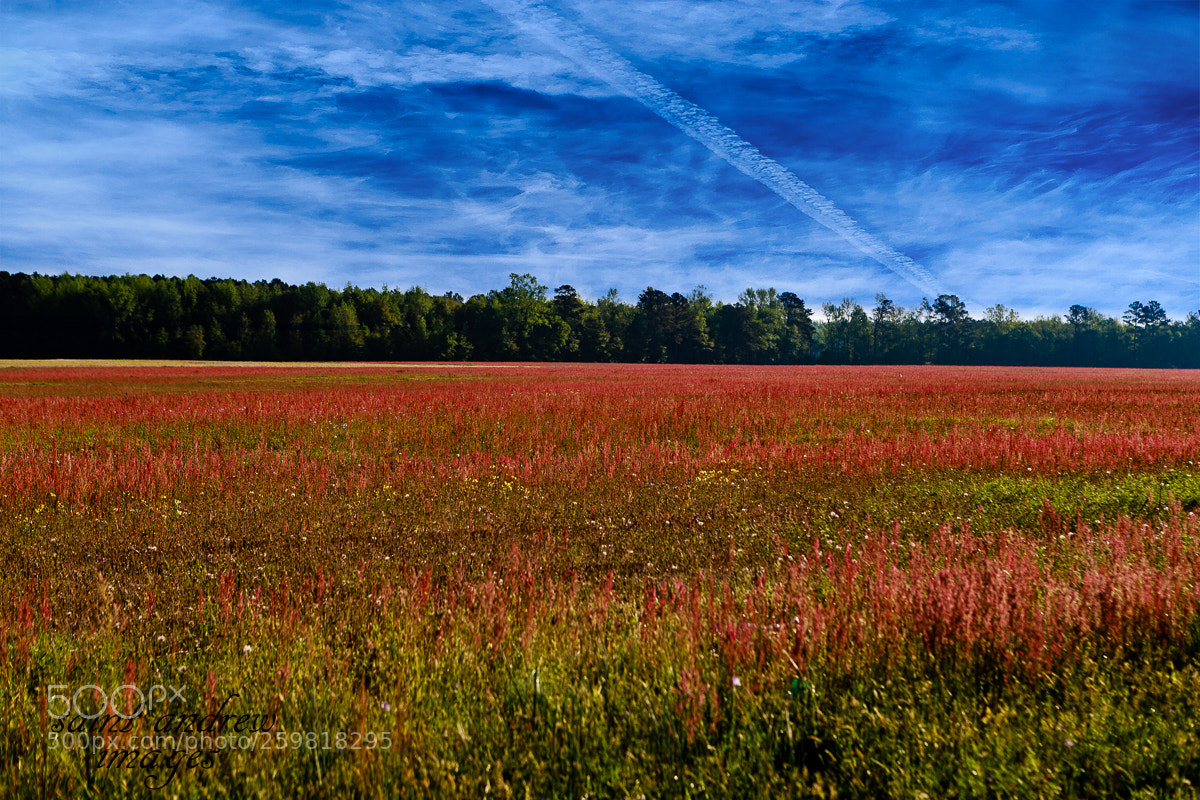 Canon EOS 6D Mark II sample photo. Red and bluedit photography