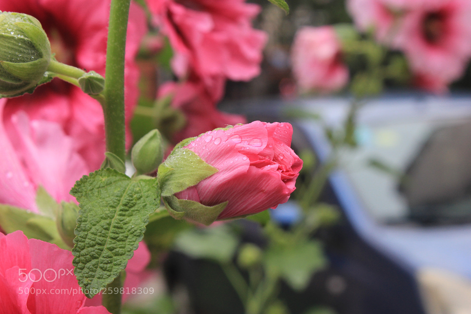 Canon EF-S 18-55mm F3.5-5.6 IS sample photo. Colorful life and moden photography