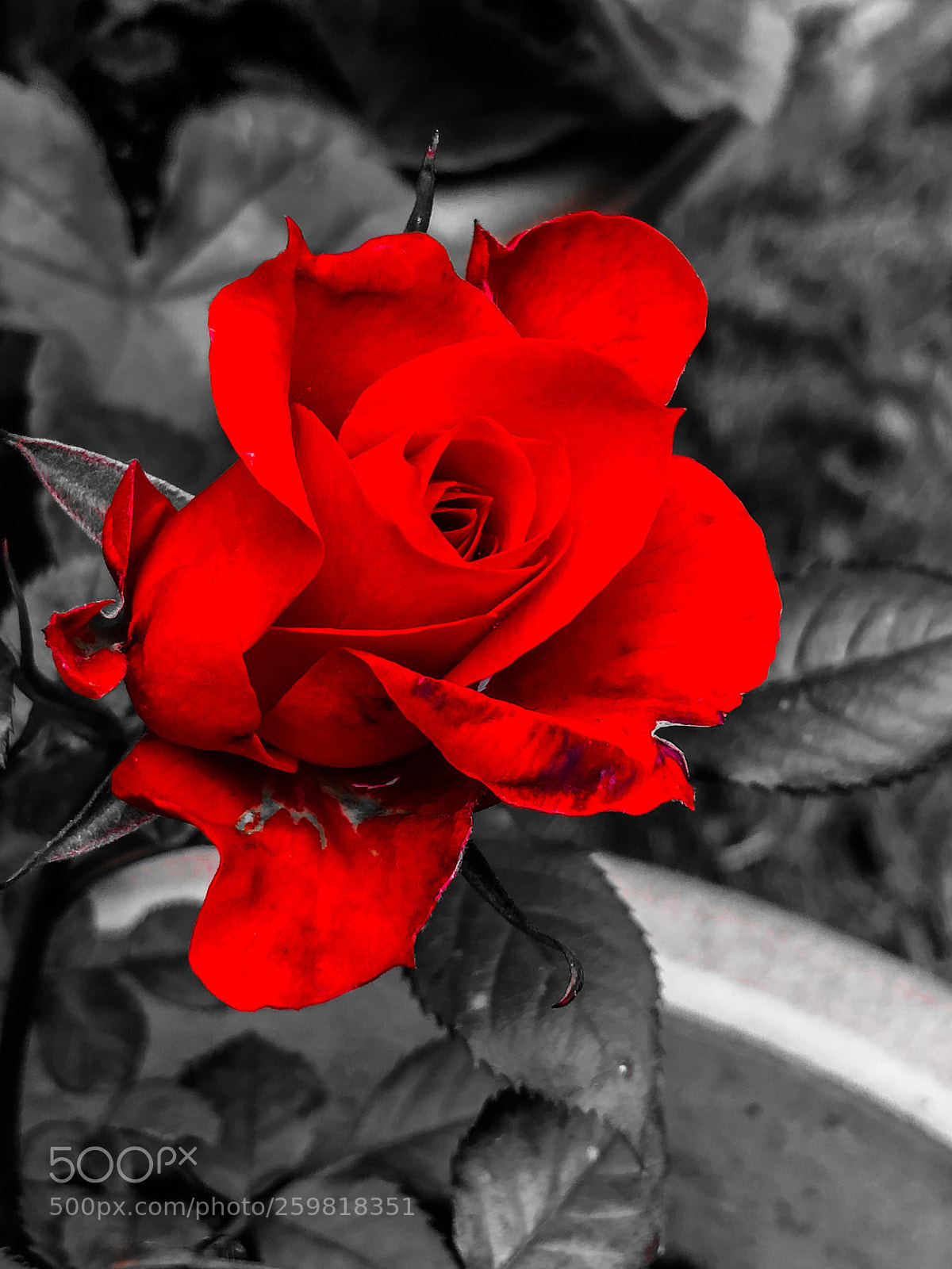 Apple iPhone 8 Plus sample photo. Untitled photography