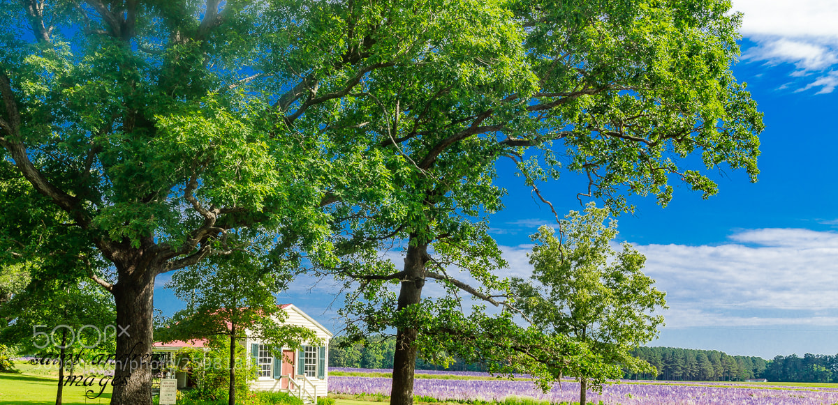 Canon EOS 6D Mark II sample photo. Sharecropper house photography