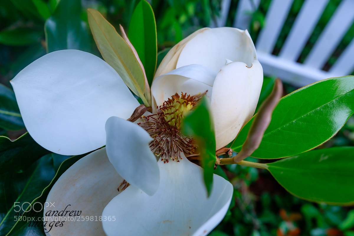 Canon EOS 6D Mark II sample photo. Magmolia photography