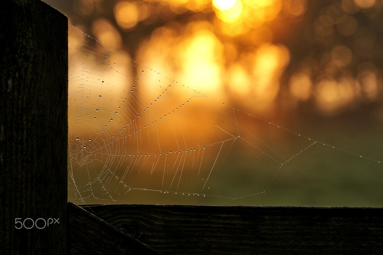 Sony Alpha DSLR-A550 sample photo. A secret world photography