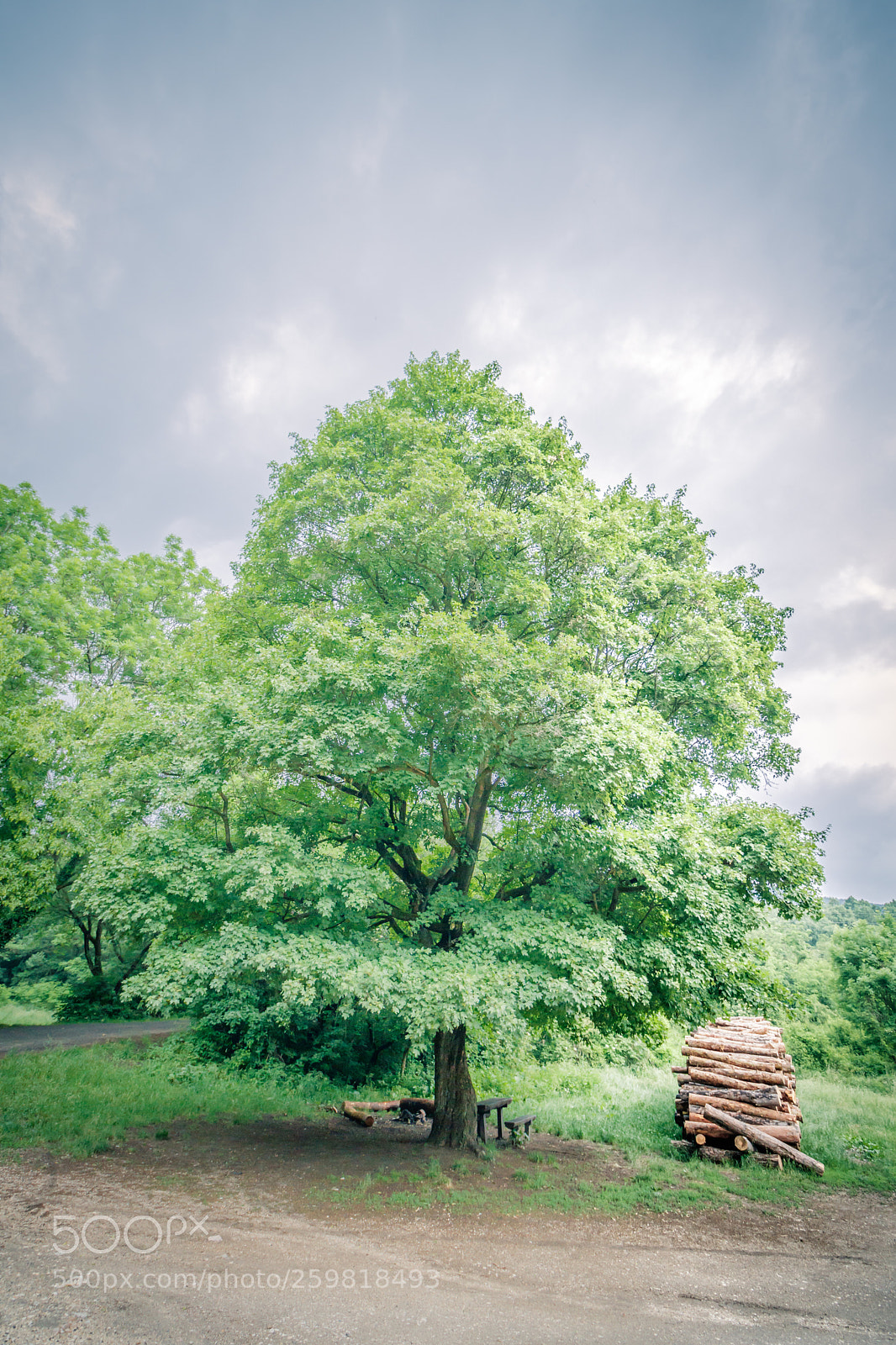 Canon EOS 80D sample photo. Tree photography