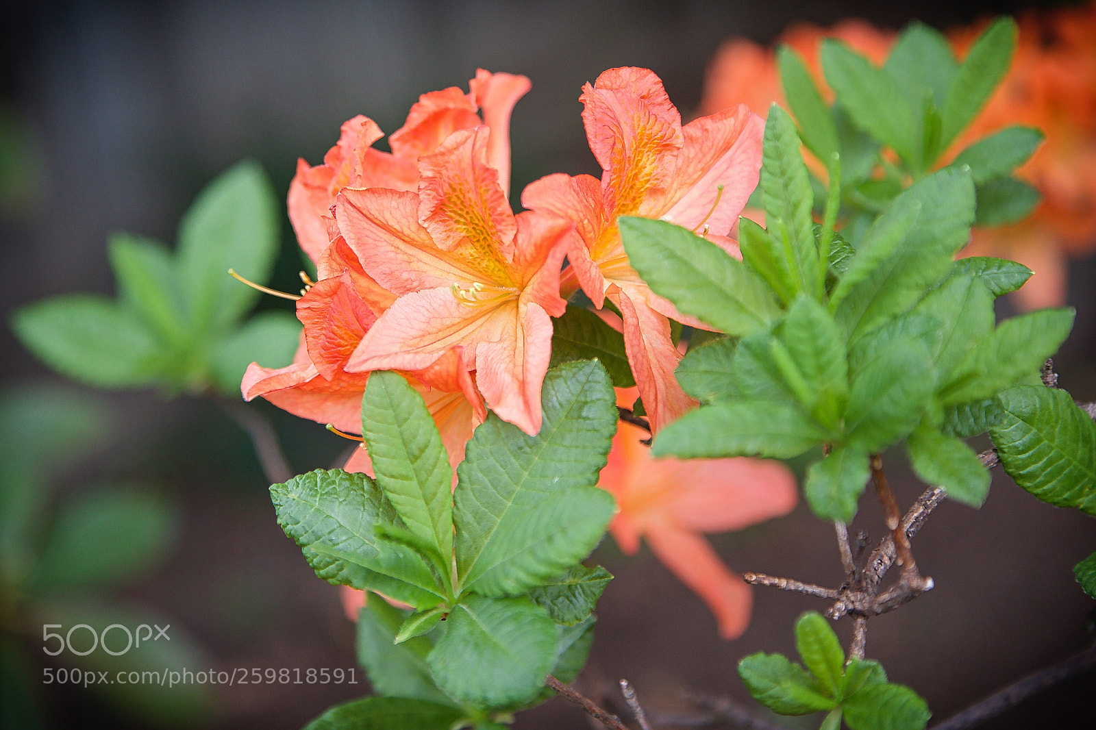 Canon EOS-1D X sample photo. Again azalea photography