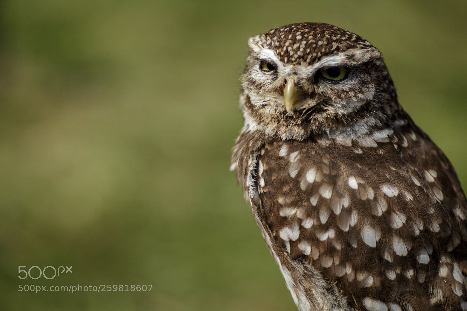 Canon EOS 700D (EOS Rebel T5i / EOS Kiss X7i) sample photo. Grumpy owl photography