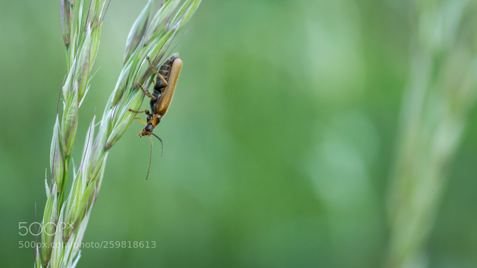 Canon EOS 700D (EOS Rebel T5i / EOS Kiss X7i) sample photo. Beetlegrass photography