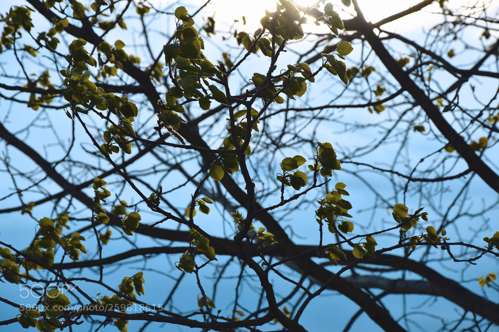 Nikon D7200 sample photo. Blue skies photography