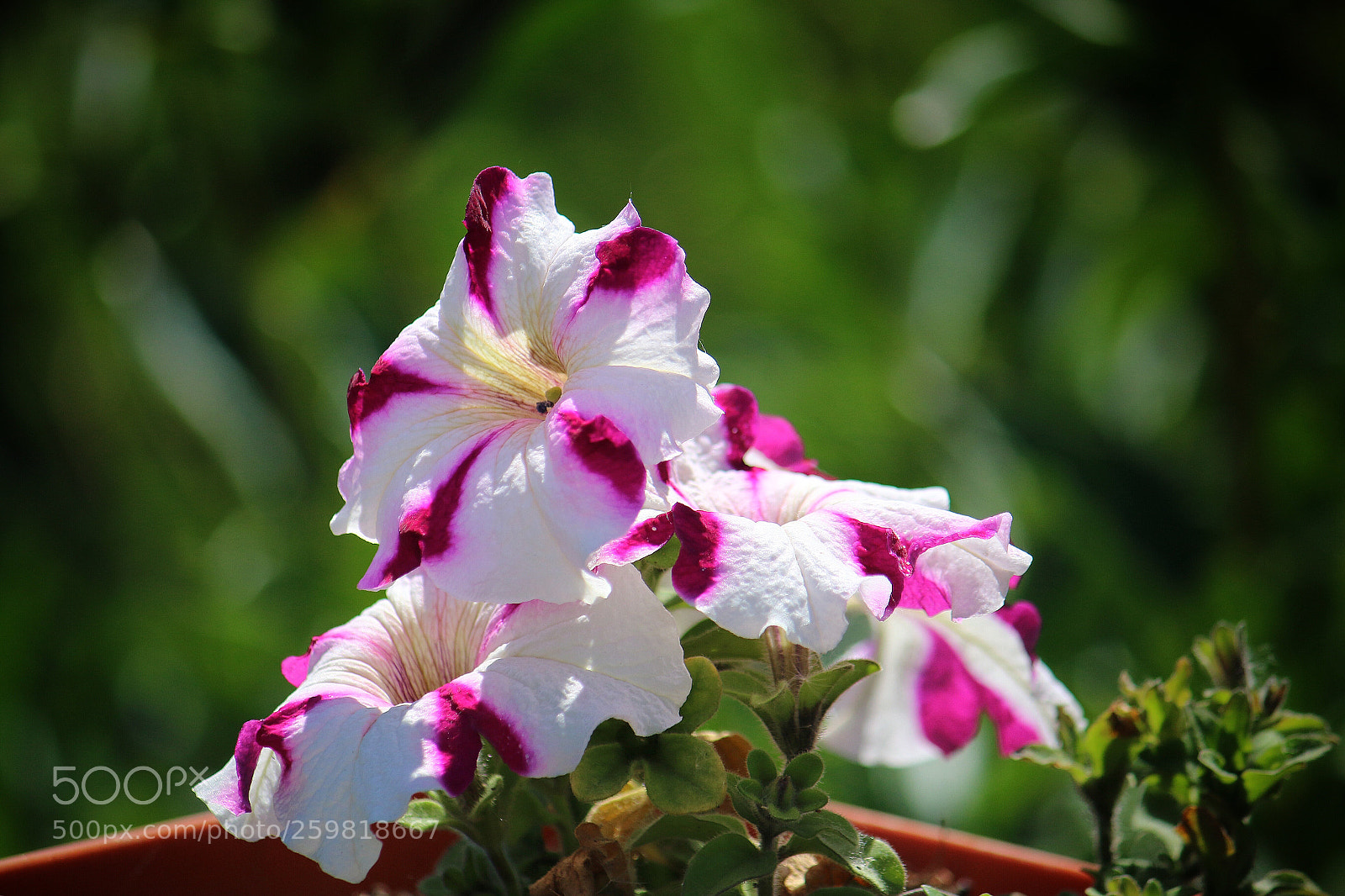 Canon EOS 70D sample photo. Petunia photography