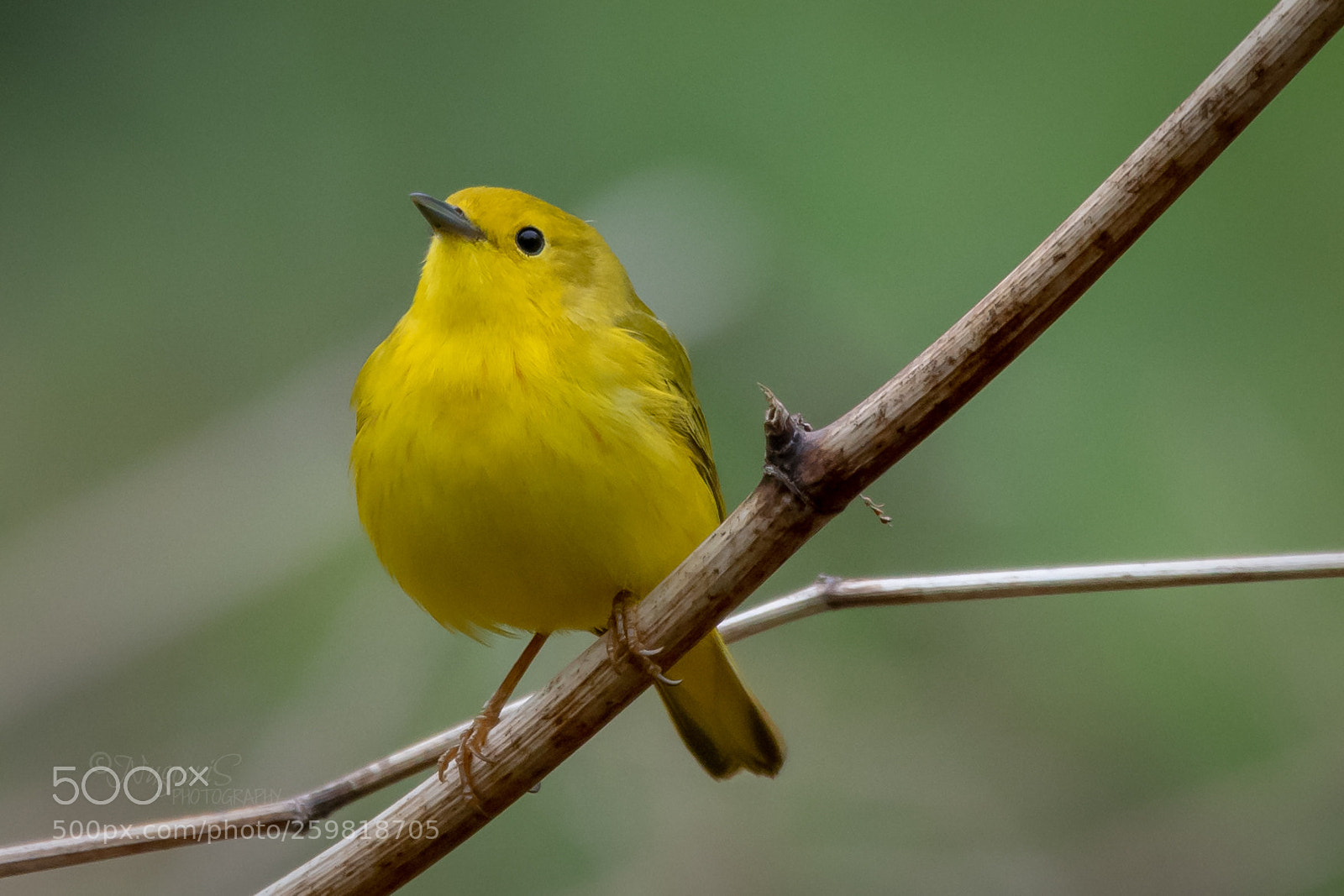 Nikon D500 sample photo. American yellow warbler photography