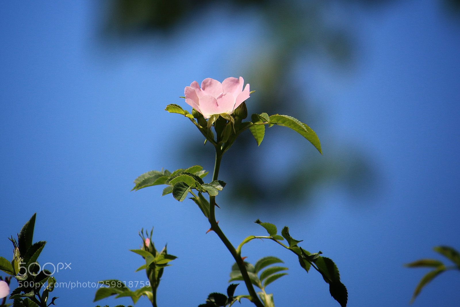 Canon EOS 70D sample photo. Wild rose photography