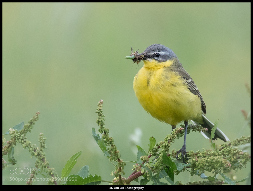 Canon EOS 7D Mark II sample photo. Grey wagtail  / gele kwikstaart photography