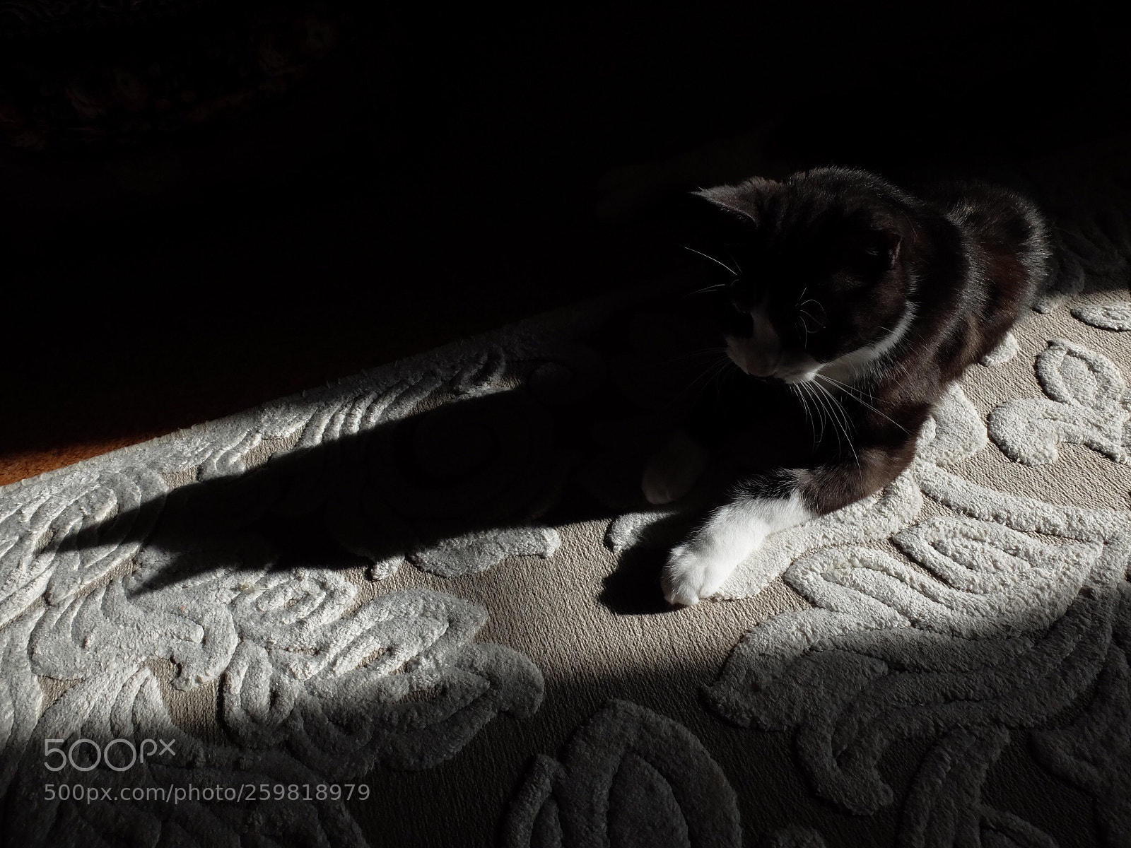 Fujifilm X30 sample photo. Batman cat photography